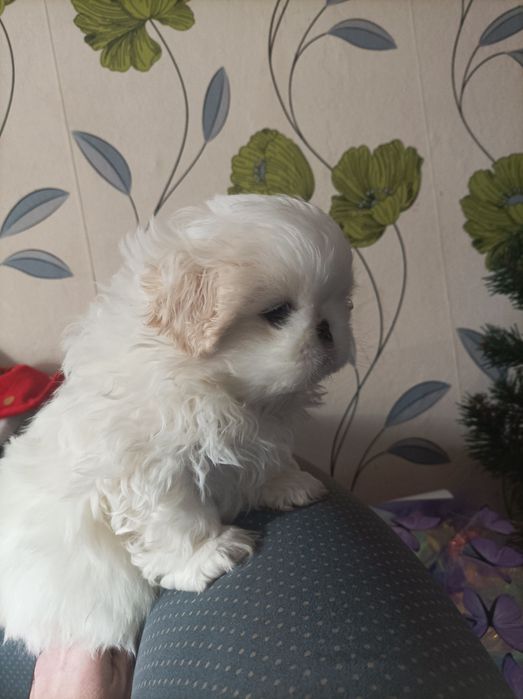 Шустрі хлопчики пекінеси.