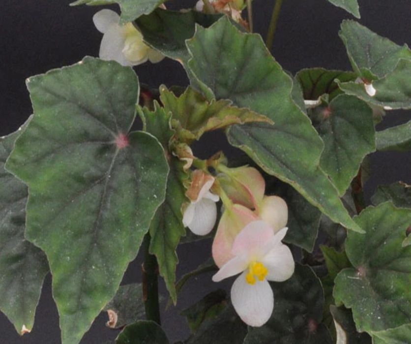 Бегонія «Lubbergei»