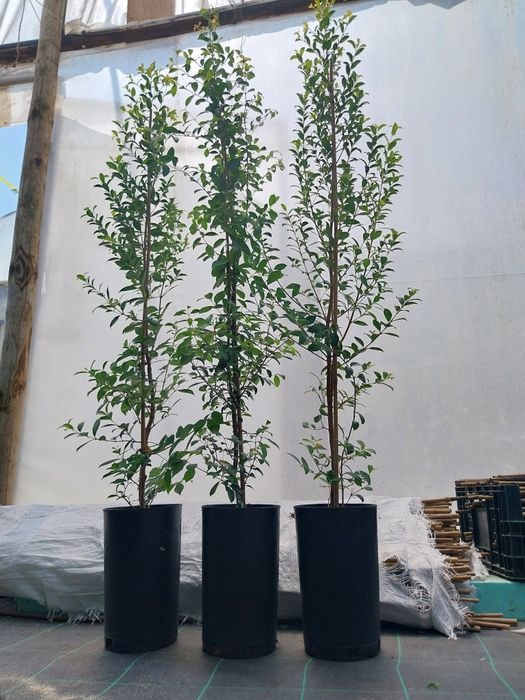 Eugénias Myrtifolia