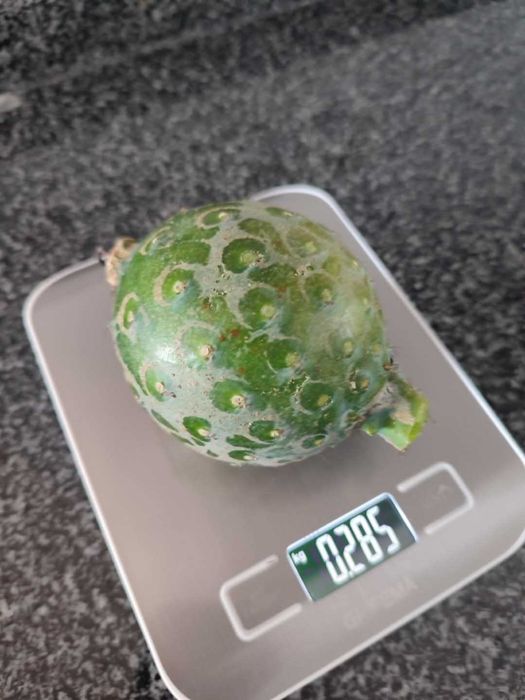 Pitaya de Coleção