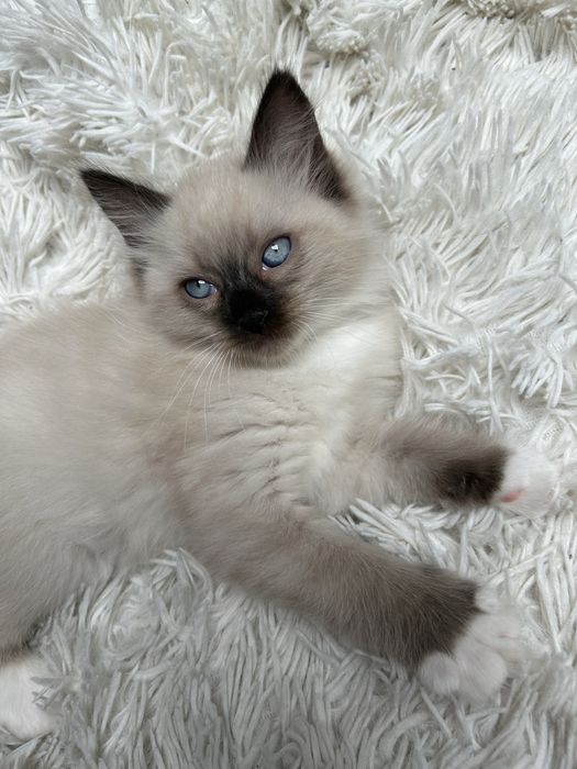 Kotla Ragdoll Zyta