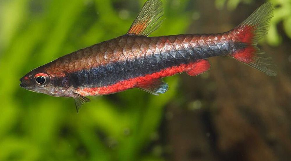 Drobnoustek Beckforda - Nannostomus beckfordi - dowóz, wysyłka