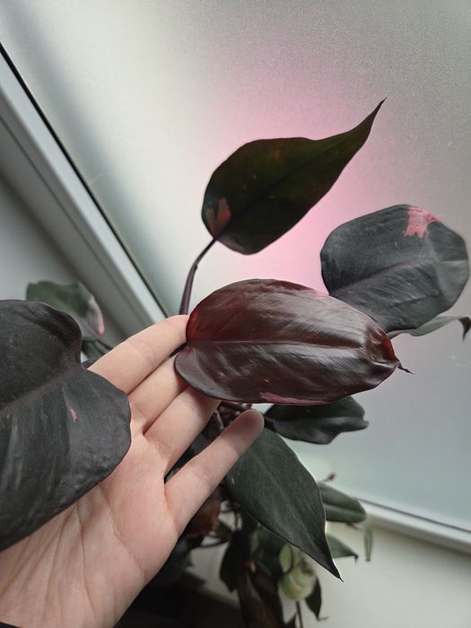 Philodendron Pink Princess olbrzym 75cm filodendron roślina doniczkowa