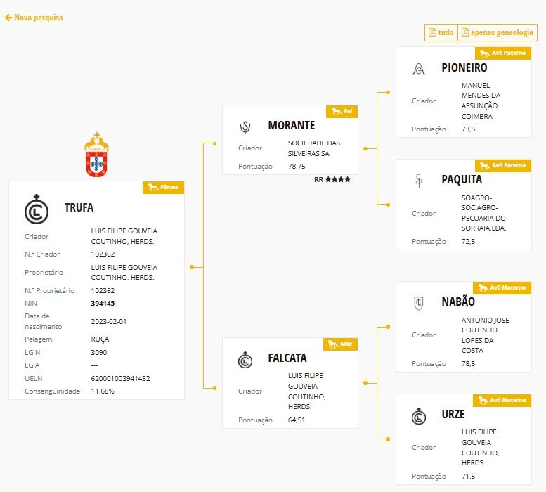 Poldra Lusitana com 3 anos