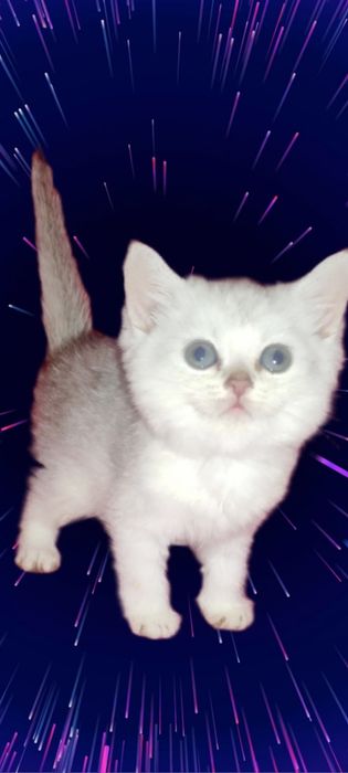 Маленький принц срібла шиншила чекає на родину