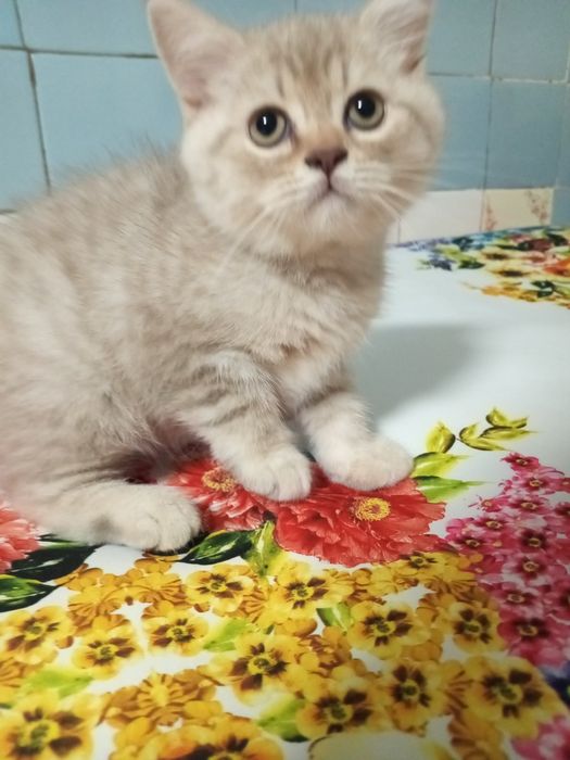 Продаётся котик.