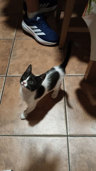 Gatinha fêmea para adoção