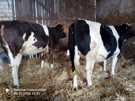 Jałówki cielne 7 miesięcy