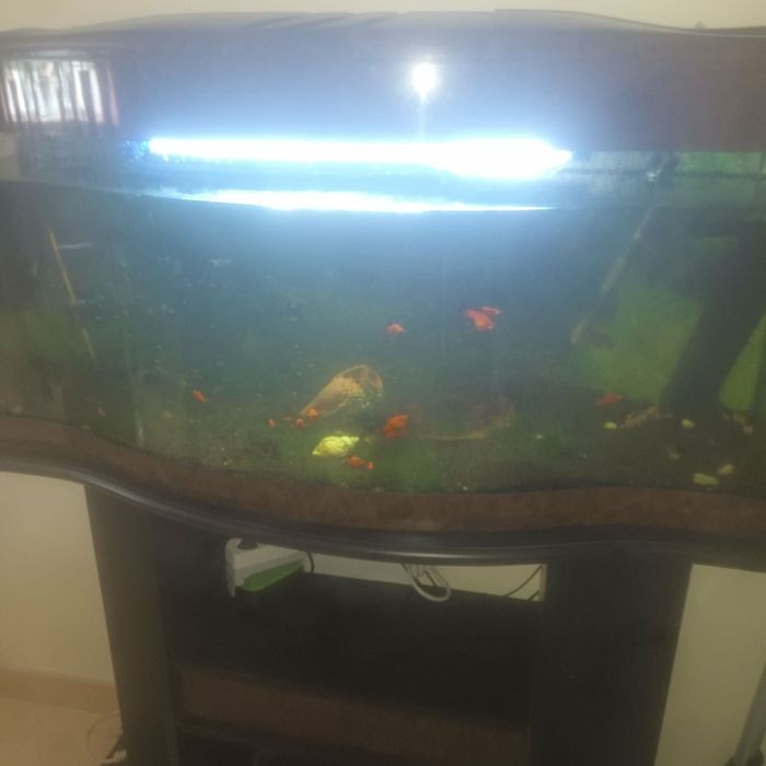 Aquário de Peixes