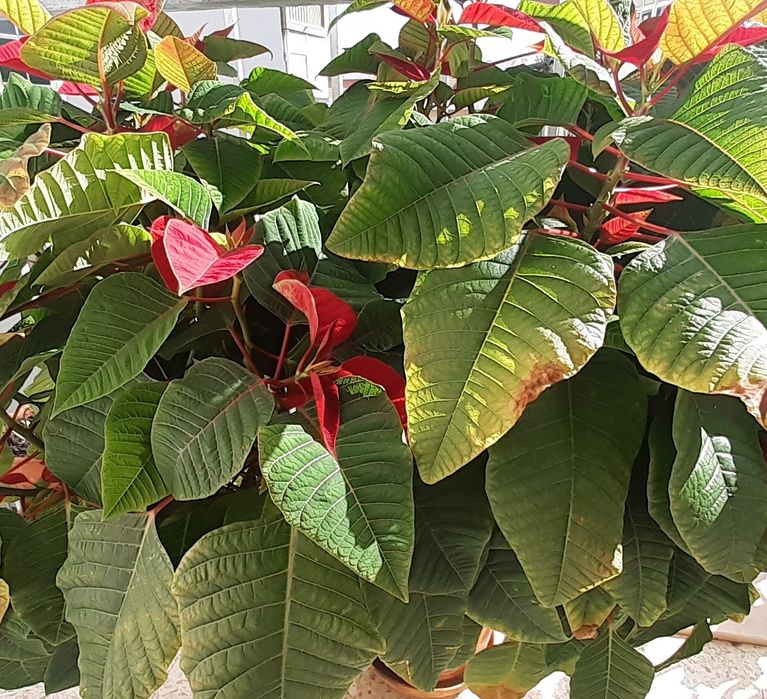 Flor de Natal vermelha