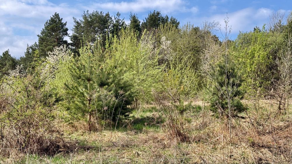 Продам 21 сотих Ліс  Терміново