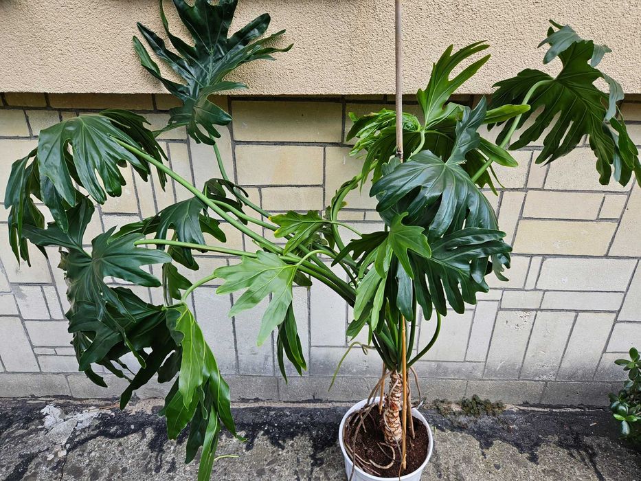 Filodendron podwójnie pierzasty