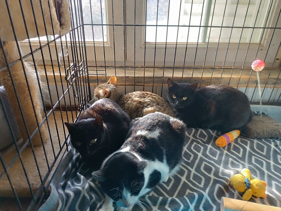 2 Gatas pretas Juvenis para Adoção!