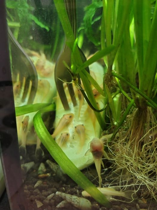 Glonojady ancistrus Gold L 144 niebieskookie