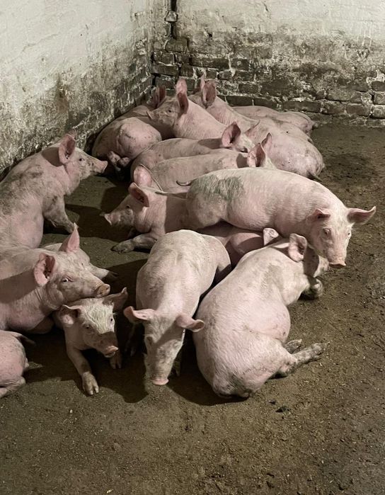 Поросята F1+петрен