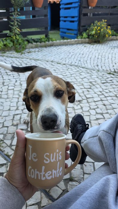 Cadela esterilizada,  super meiga e docil .