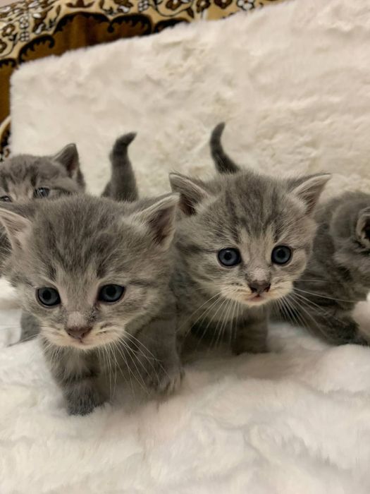 Шотландські котики киці кошенята