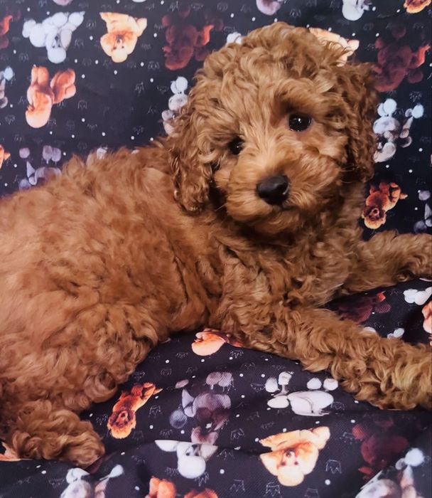 Хлопчик той пудель шукає родину