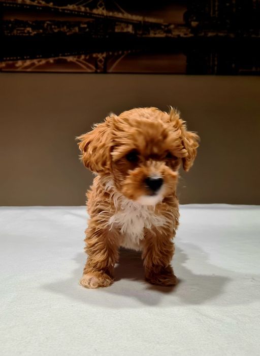 MALTIPOO * Dziewczynka * Red * HYBRYDA *( Maltańczyk & Pudel toy)*