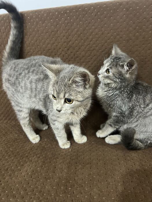 Котенята шукають домівку