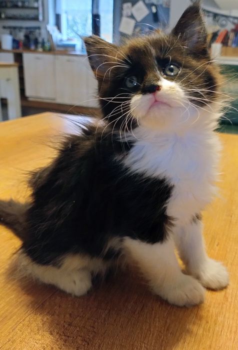 Panda śliczny chłopak Maine coon