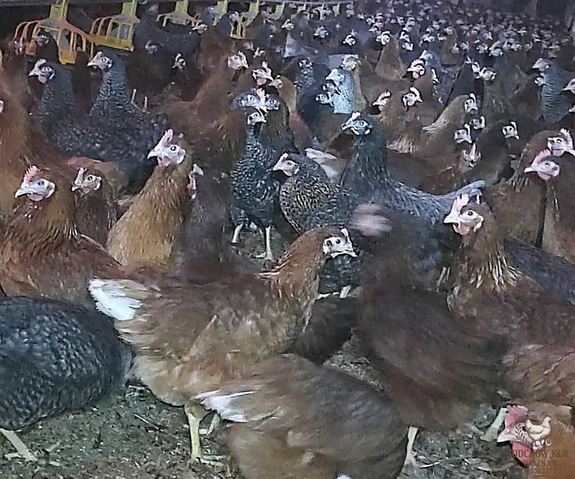 Młode kury nioski ogólnoużytkowe 18–22 tygodnie różne odmiany