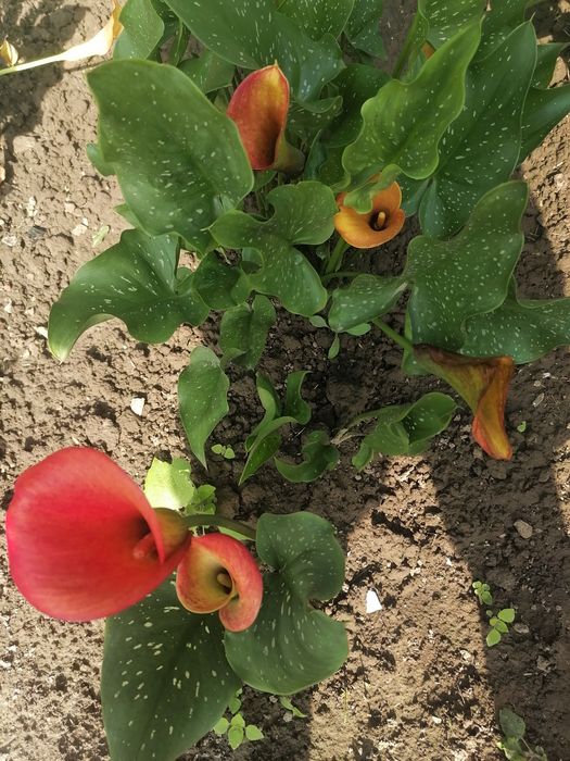 Калла сорту Marning sun