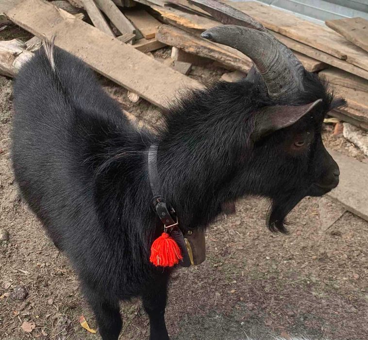 Козлики!Козлики!Козлики!