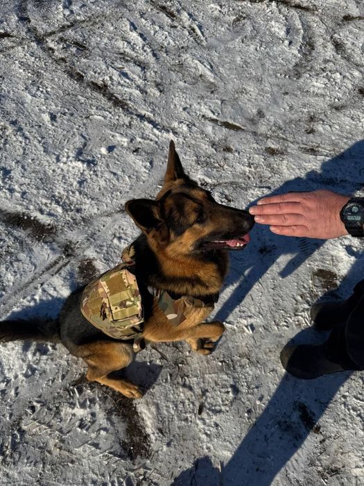 Цуценята німецьких вівчарок