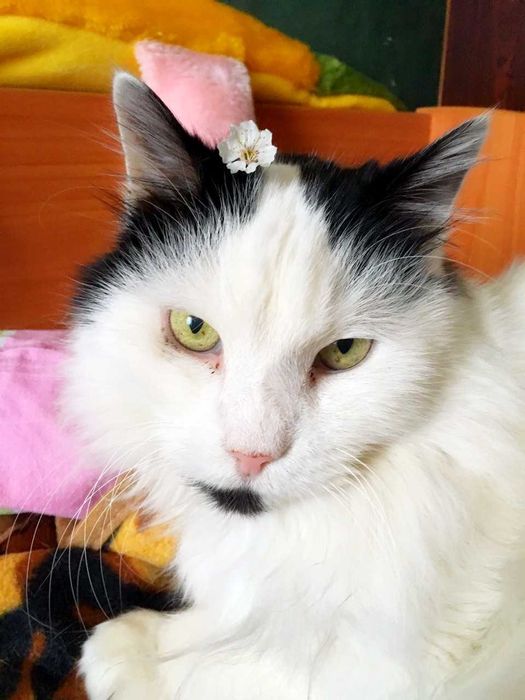 лечение мелких животных с. Дачное