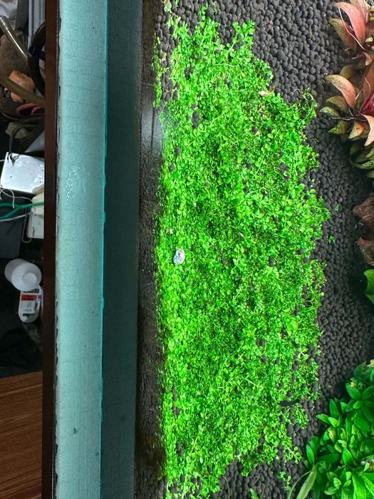 Planta aquario monte carlo