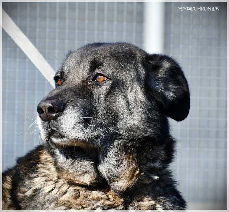 Haps – wielkopies z charakterem – lubi ludzi, potrzebuje przestrzeni