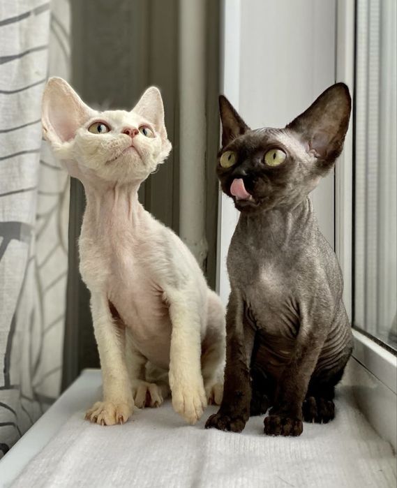 Devon Rex Девон Рекс Кошенята