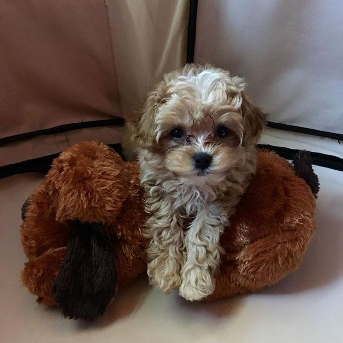 Компактне щастя – мальтипу 2 місяці