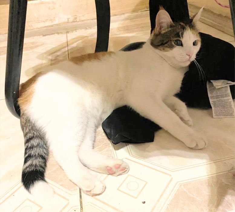 Пропала кошка трёхцветная, Одесса, центр. Базарная