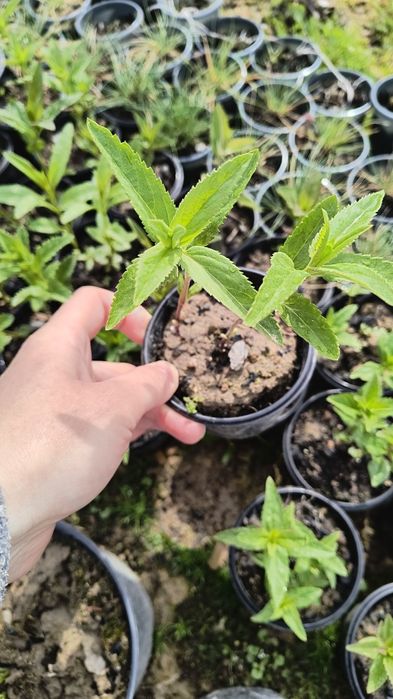 Вероніка 'Синій букет' .  Армерія рожева і біла у горщику