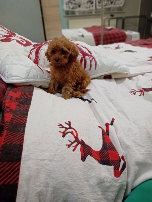 Pudełek toy samiec koło Poznanua