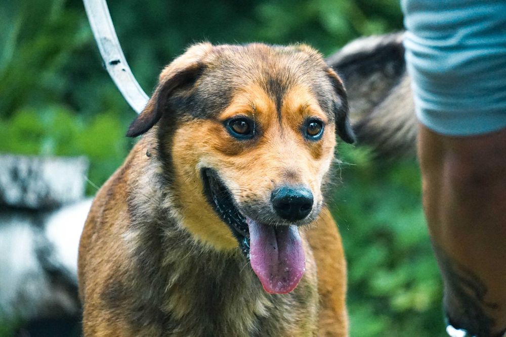 Impuls - młody, duży psiak prosi o dom