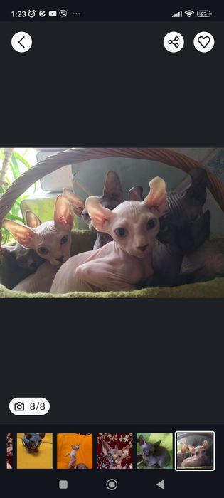 Казкові малюки -канадскі ельфінята