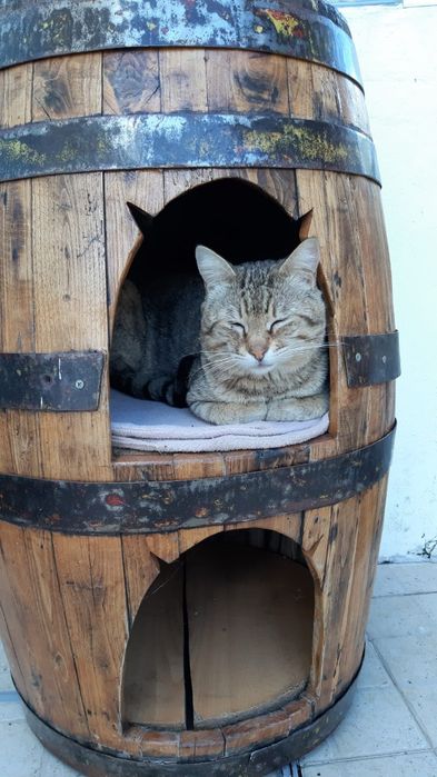 Pipo em madeira para gatos