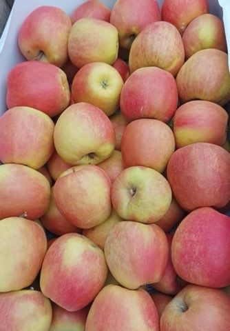 Sprzedam jabłka soki z jabłek ziemniak cebula marchew buraczki seler