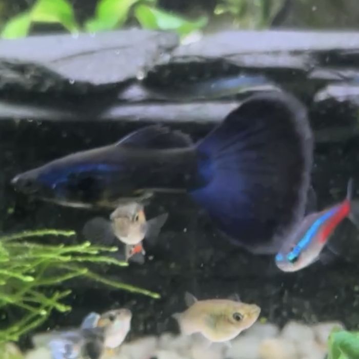 Vendo Guppies/guppys juvenis