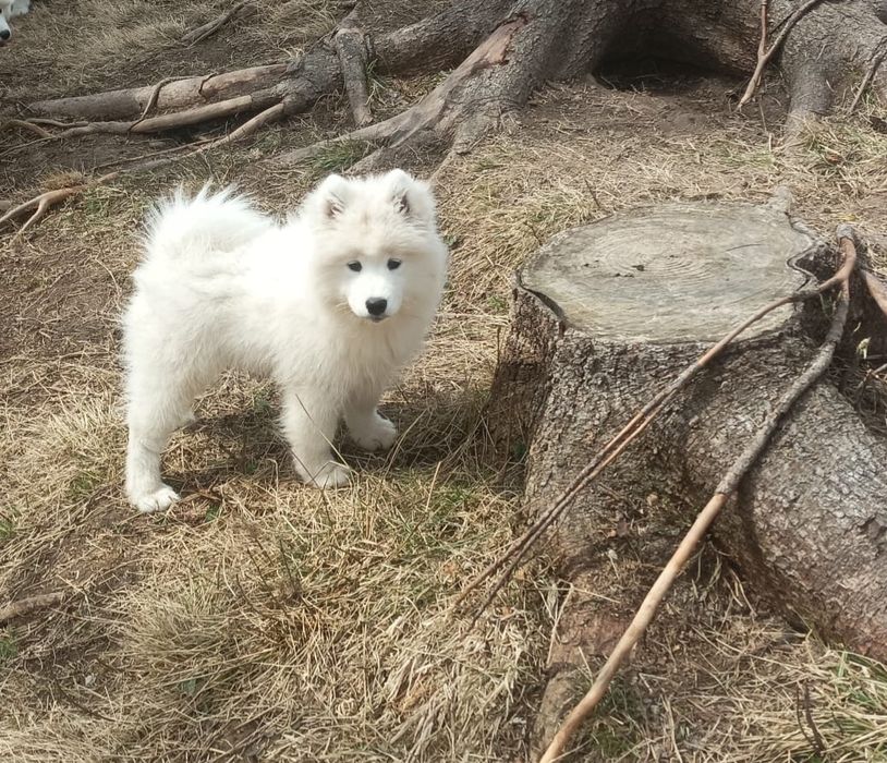 Piękny Piesek Samoyed