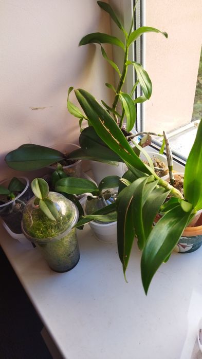 Продам орхидеи 8 шт