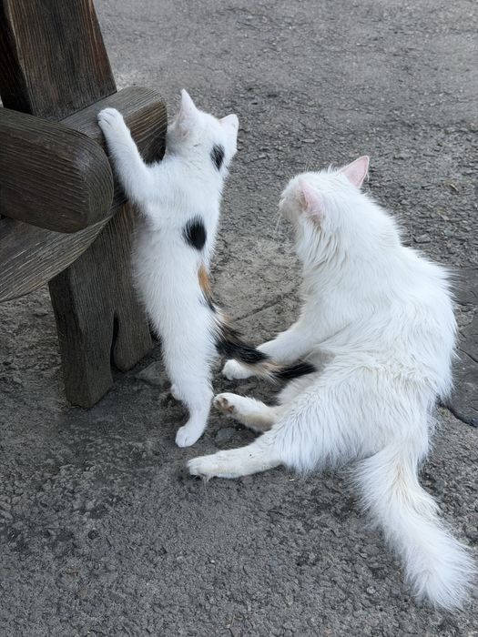 Сибірські кошенята ,пухнасті, білий окрас, 1,5 місяці