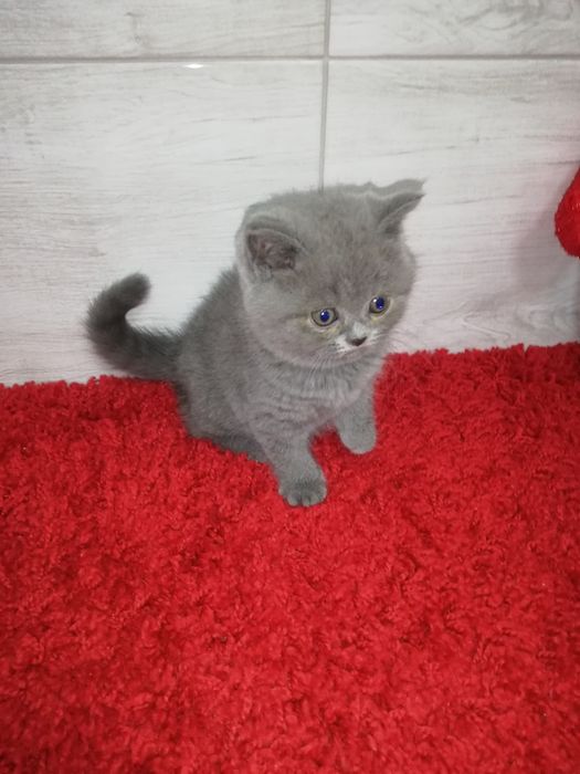 Kocięta kot koty brytyjski