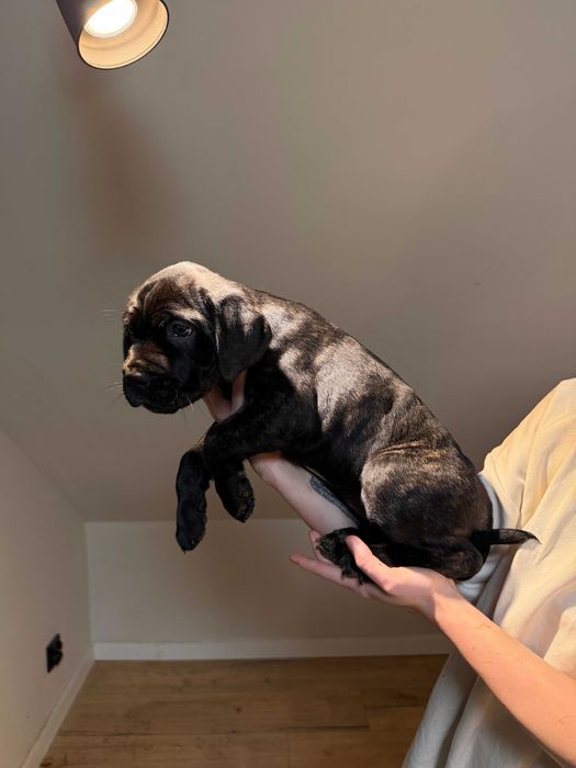 Szczeniak Cane Corso - Czarna Pręgowana - Suczka - Mocna budowa