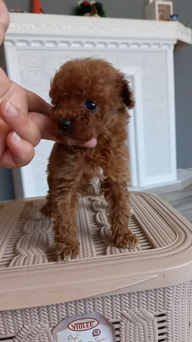 Шикарная китайская девочка