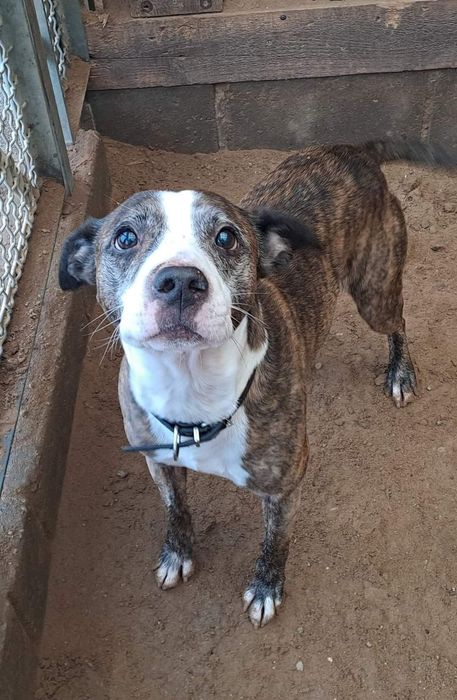 Pilnie potrzebny kochający dom