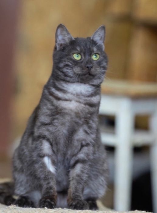 Баст 1 год, шикарный котик, кот, чорний с белым